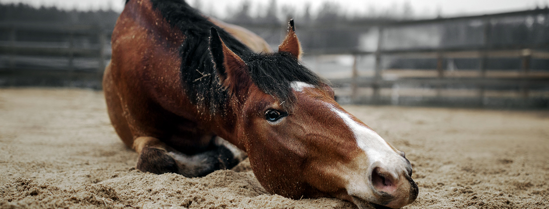 Easy Ways to Store and Organize Your Horse's Bit Collection - STABLE STYLE