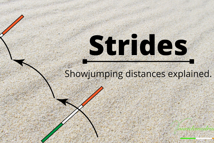 learn how to walk showjumping distances