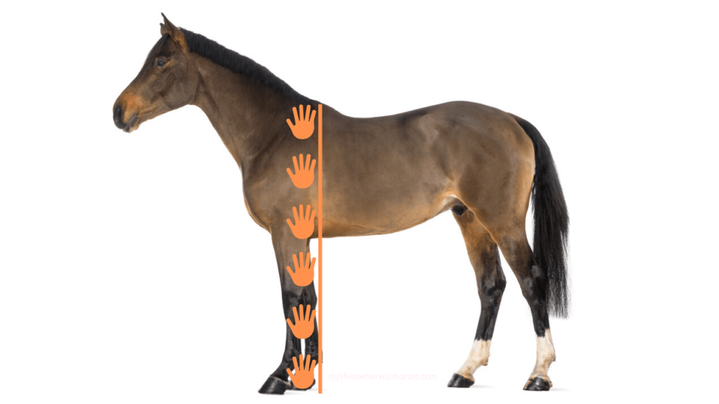 horse measurement in hands