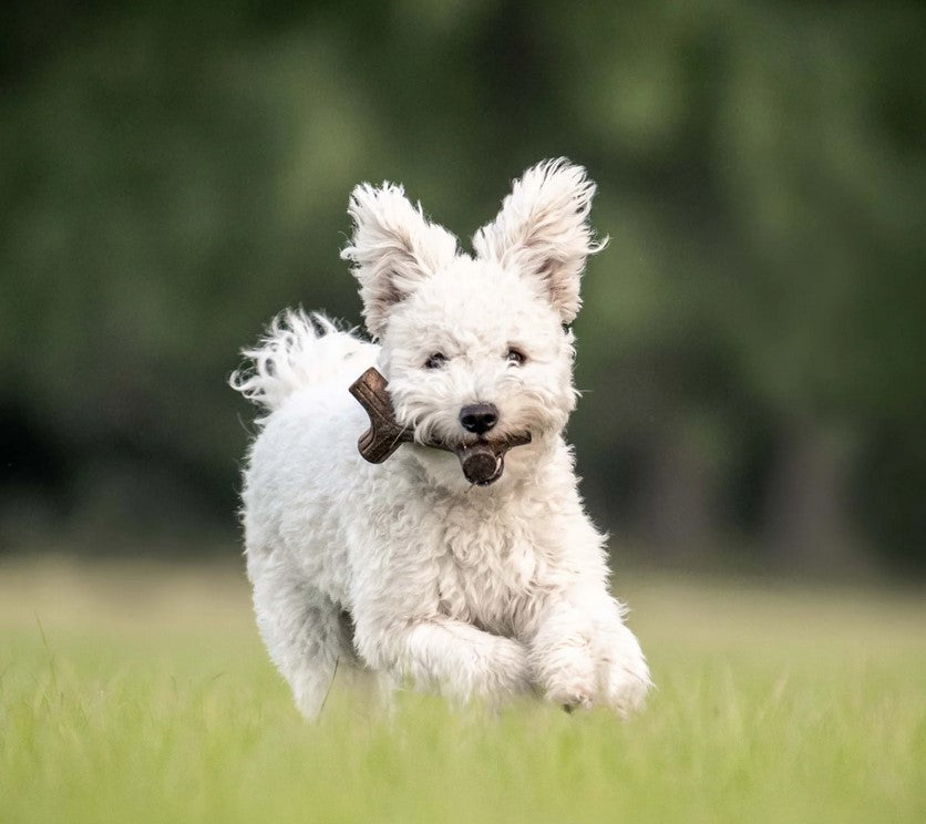 Benebone Maplestick Small