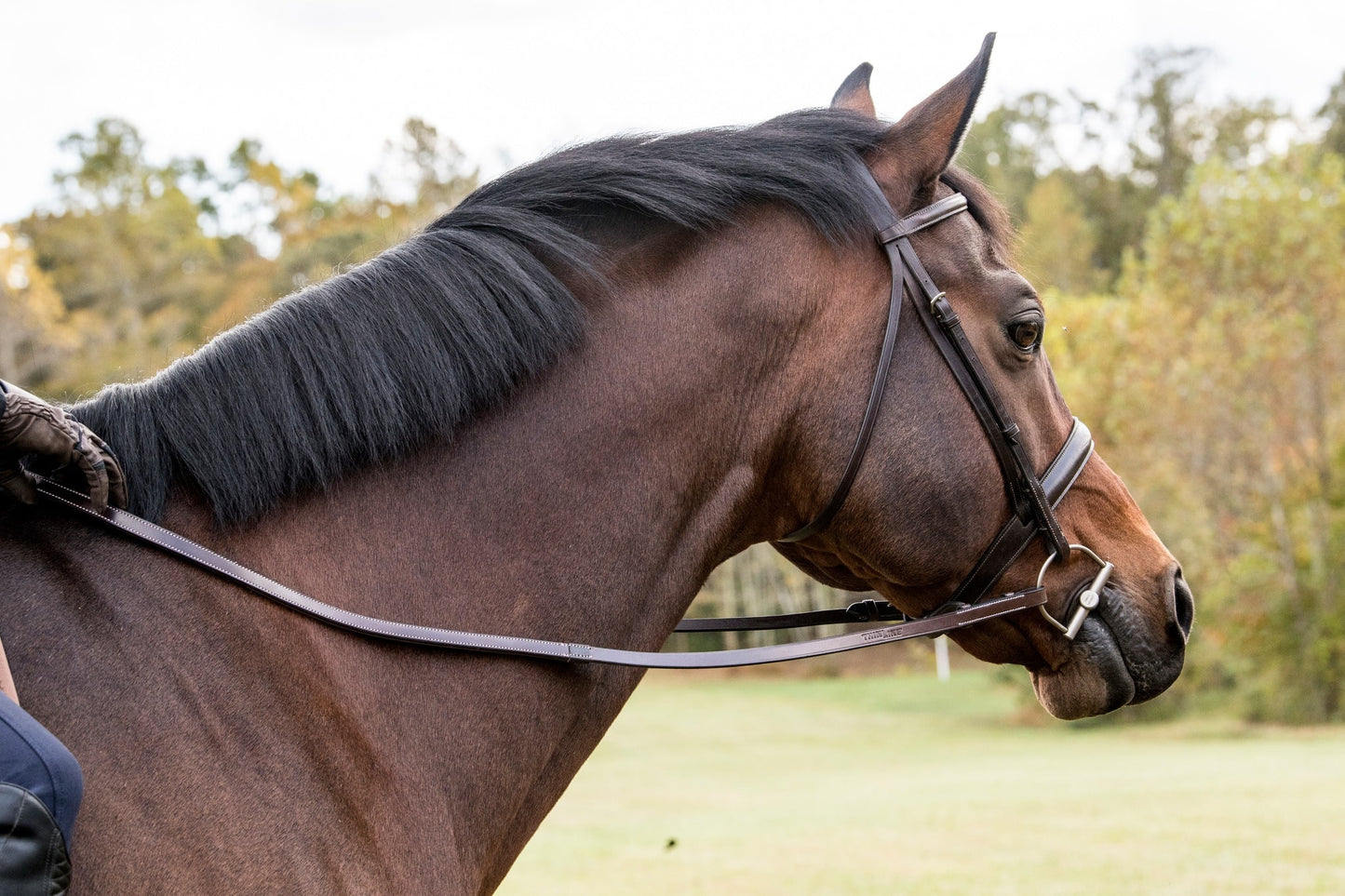 Brown horse with Thinline bridle in outdoor setting.