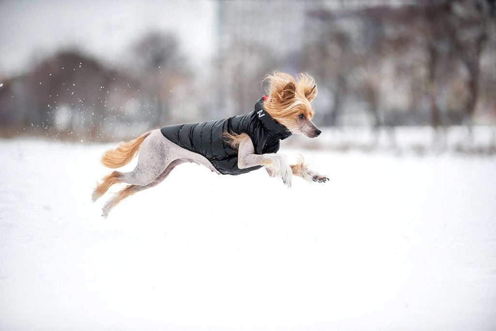 Airyvest Blue & Black-Dog Rugs & Fashion-Ascot Saddlery