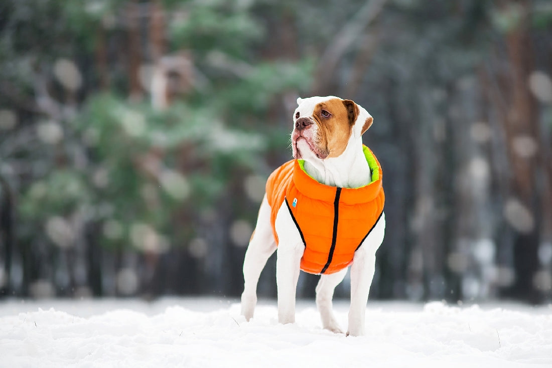 Airyvest Pink & Purple-Dog Rugs & Fashion-Ascot Saddlery