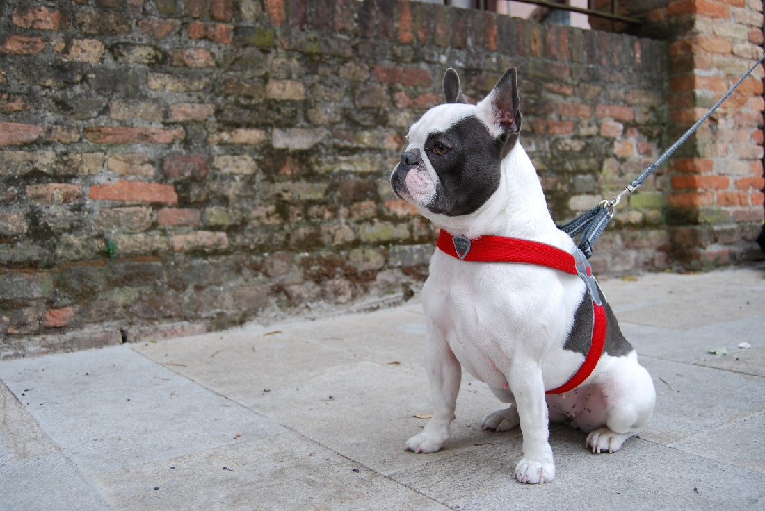 Coralpina Cinquetorri Dog Harness Black-Dog Collars & Leads-Ascot Saddlery