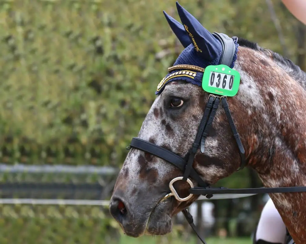 Magnetic Leather Stallion Bridle Number Holder with Swarovski Crystals