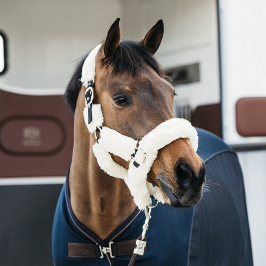 Kentucky Shipping Halter