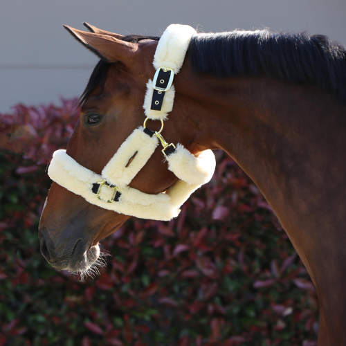 Kentucky Shipping Halter -  Kentucky