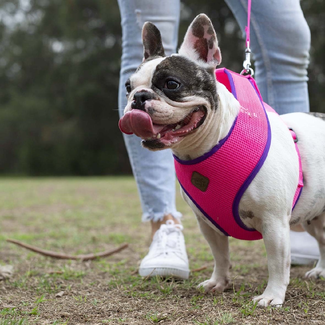 Kazoo Dog Harness Active Soft Bloom Burst-Ascot Saddlery-The Equestrian