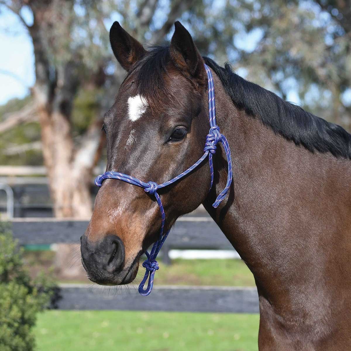 Brown horse with blue rope halter outdoors, clear day.