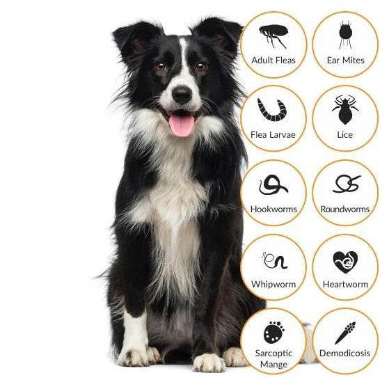 Advocate for dogs outlet over 25kg