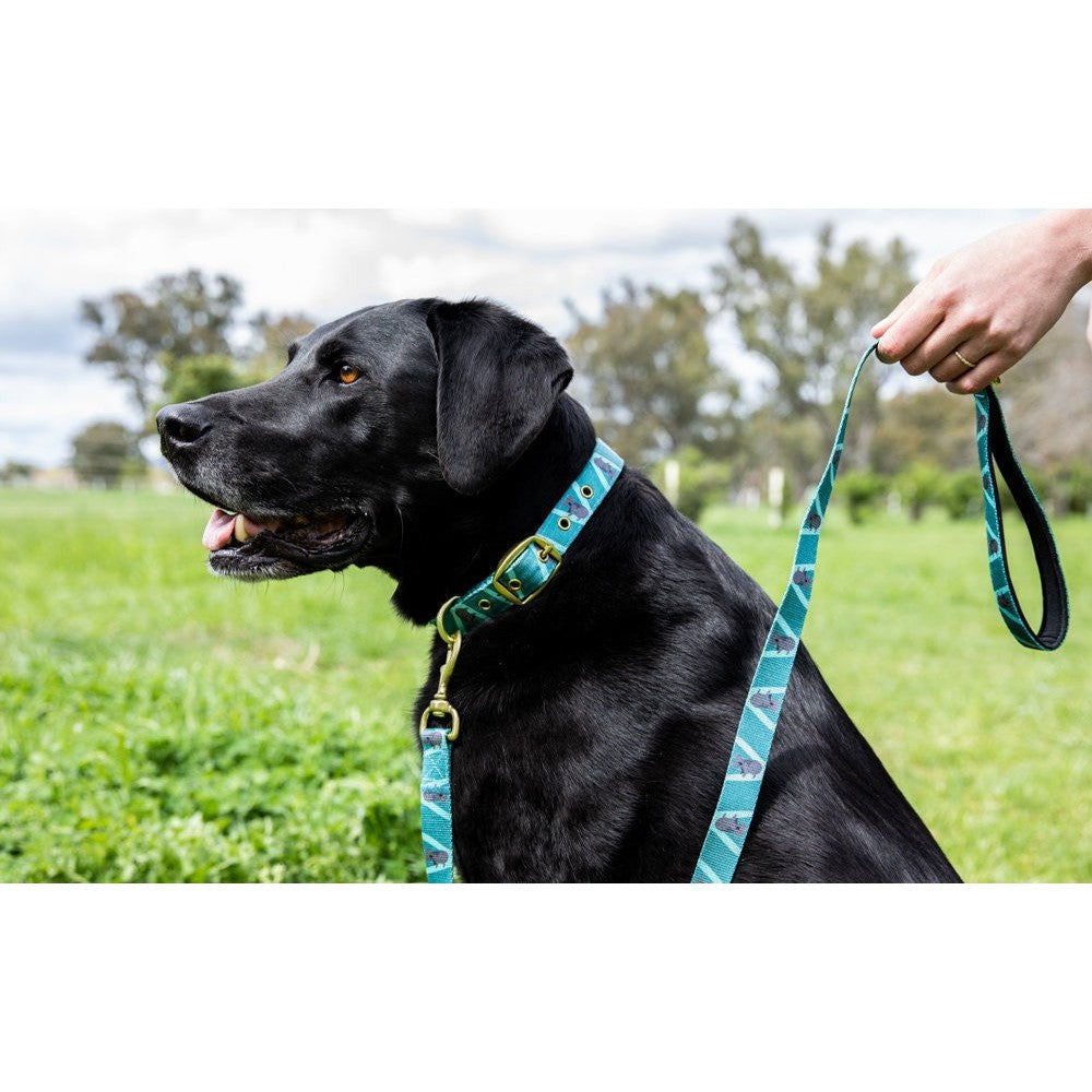 Black dog wearing Anipal collar and leash, held by human.