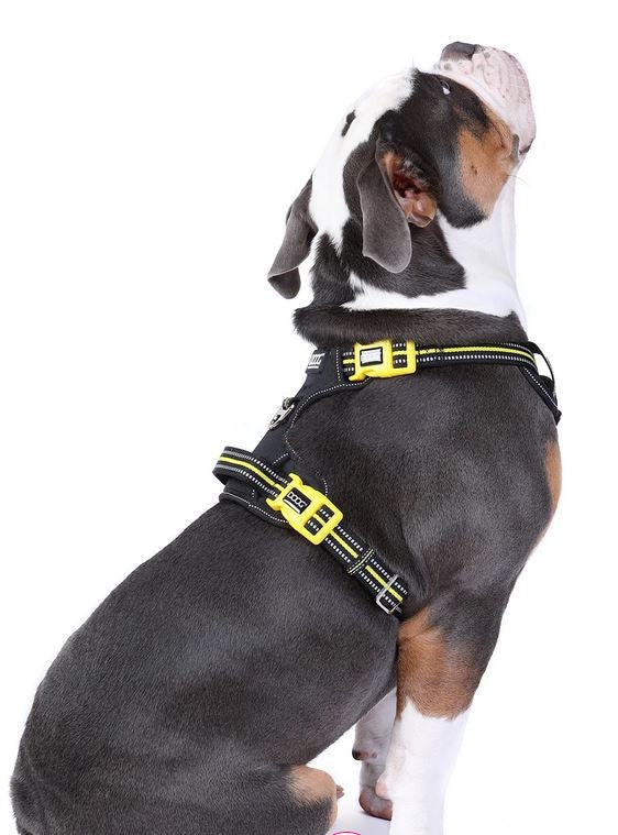 Harness Dog Doog Neotech Neon Bolt-Ascot Saddlery-The Equestrian