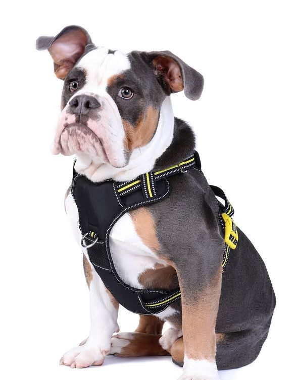 Harness Dog Doog Neotech Neon Bolt-Ascot Saddlery-The Equestrian