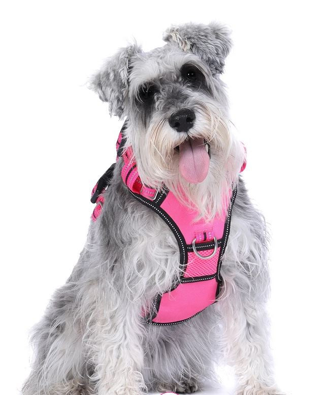 Harness Dog Doog Neotech Neon Lady-Ascot Saddlery-The Equestrian