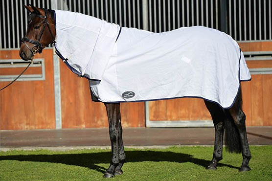 Bay horse wearing a white Eurohunter horse rug, standing in sunlight.