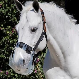 White horse wearing a Thinline grazing muzzle in sunlight.