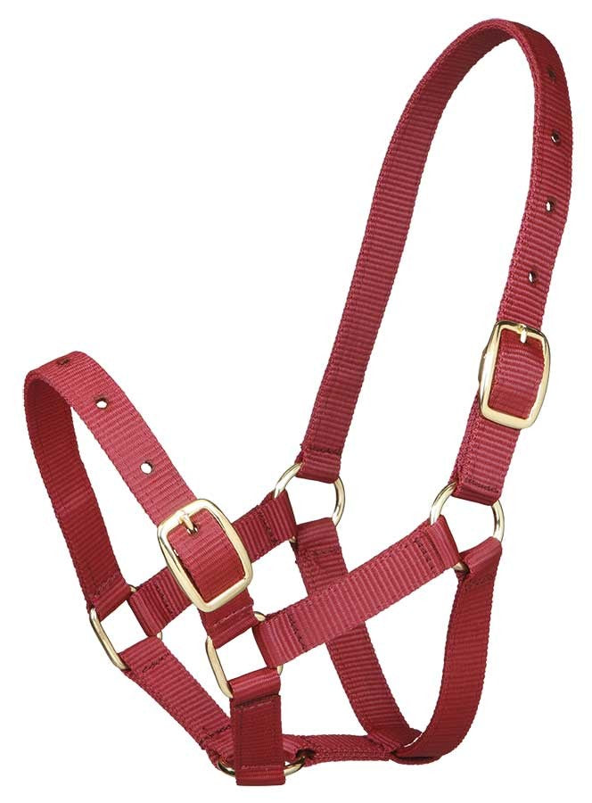 Foal Headstall Gymkhana Burgundy-Ascot Saddlery-The Equestrian