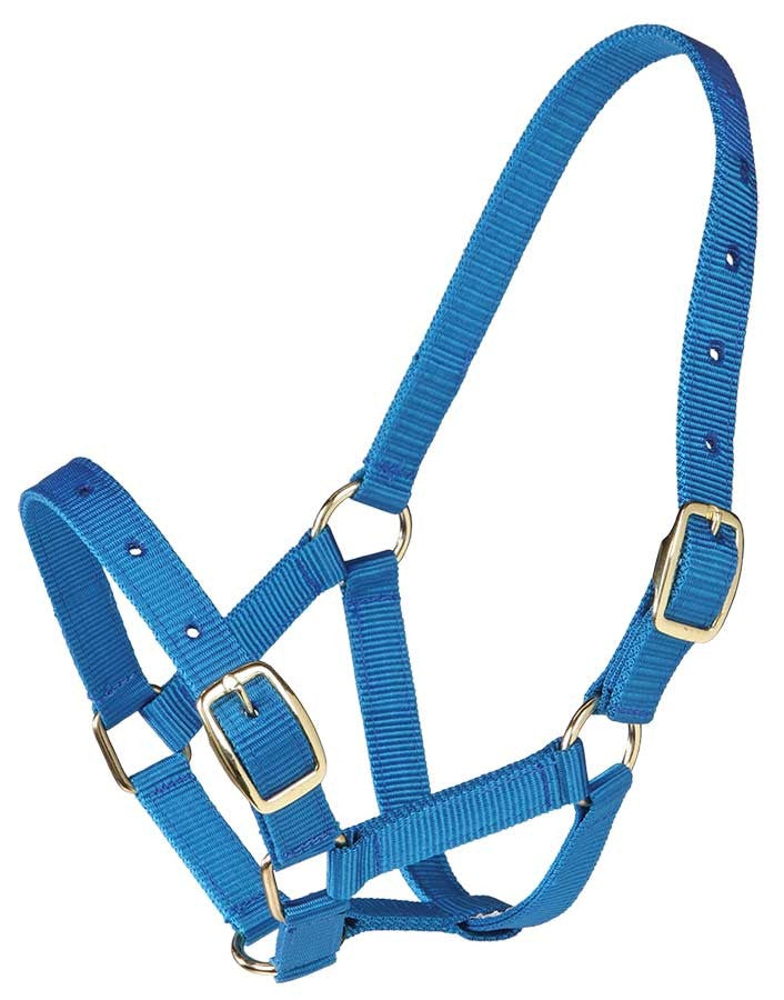 Foal Headstall Gymkhana Royal Blue-Ascot Saddlery-The Equestrian