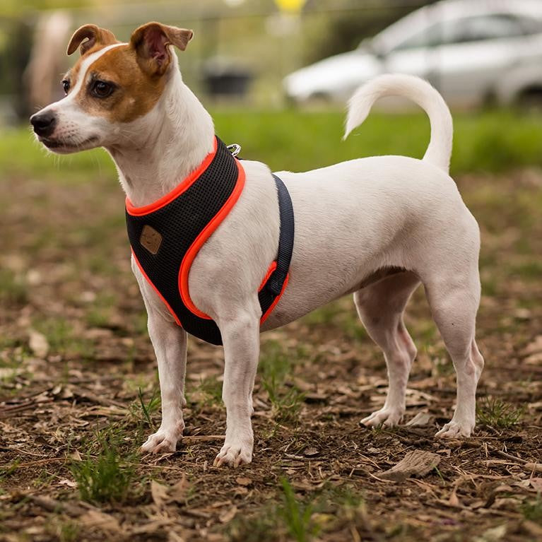 Harness Dog Kazoo Active Slate & Orange-Ascot Saddlery-The Equestrian