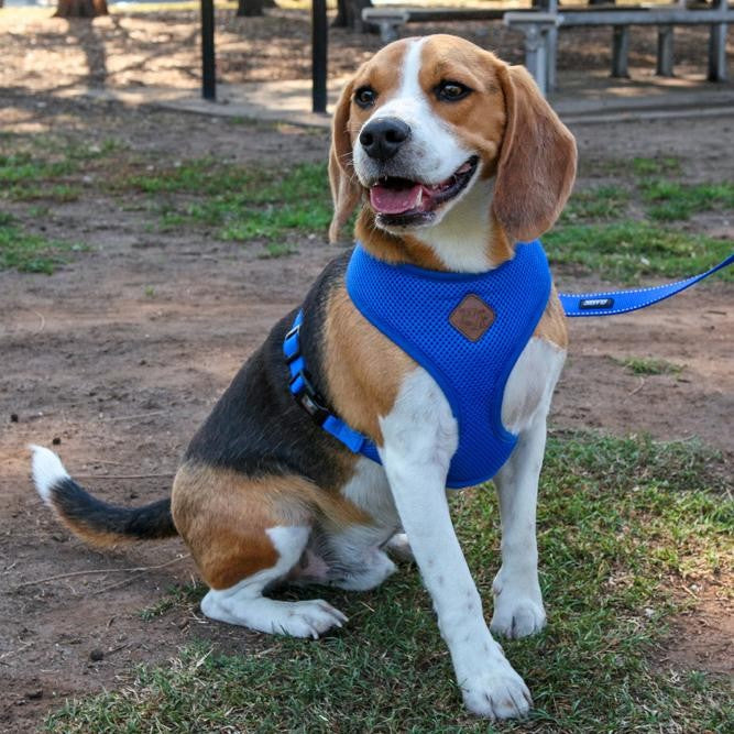 Harness Dog Kazoo Soft Classic Blue-Ascot Saddlery-The Equestrian