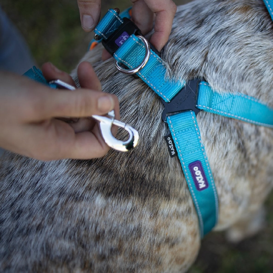 Kazoo Dog Leash Active Ocean Sunrise 1800mm-Ascot Saddlery-The Equestrian