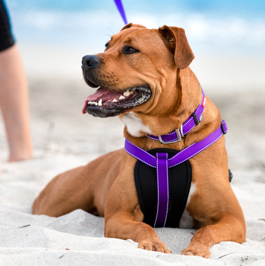 Kazoo Dog Leash Active Purple & Lime 1800mm-Ascot Saddlery-The Equestrian