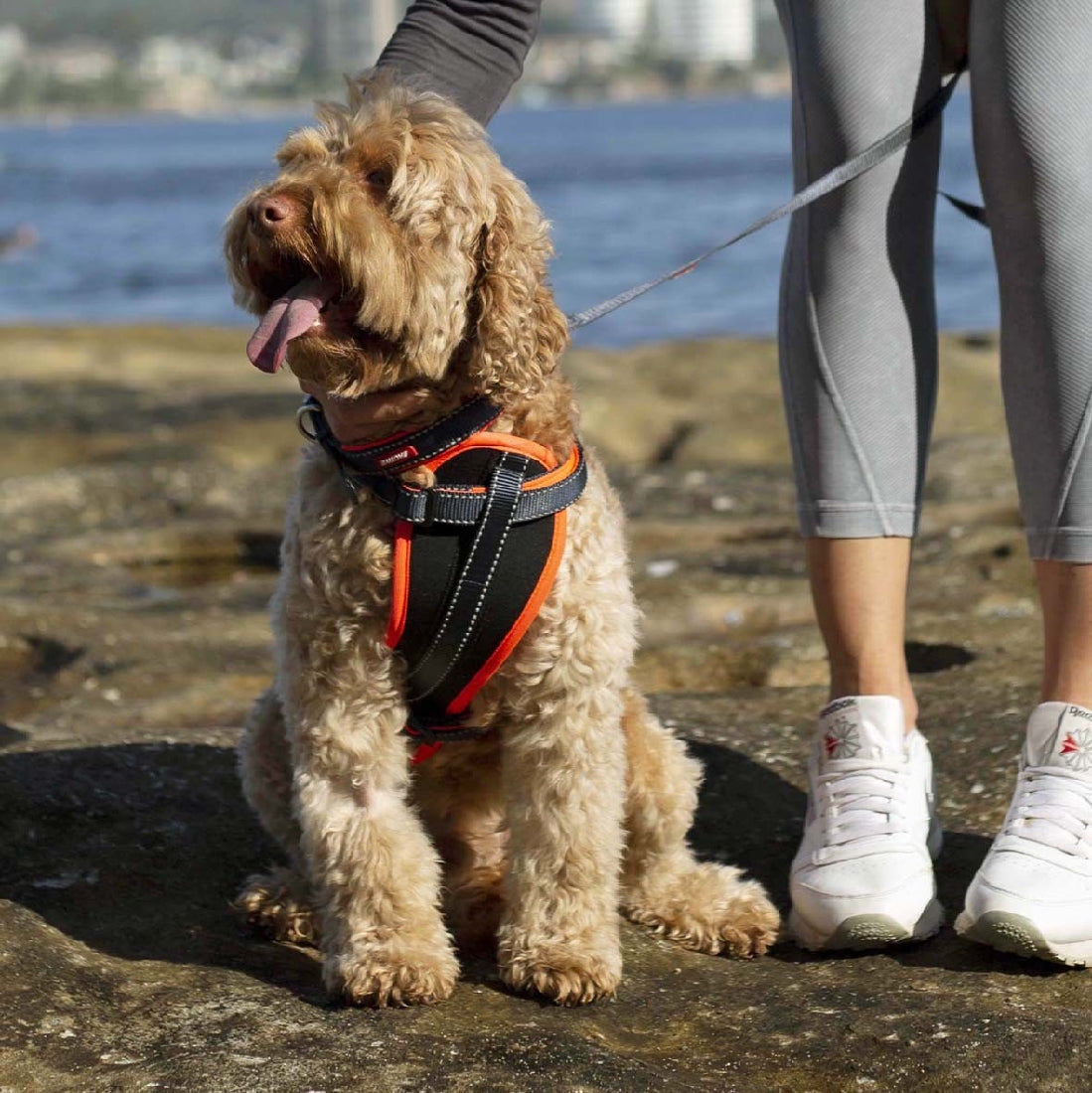 Kazoo Dog Leash Active Slate & Orange 1200mm-Ascot Saddlery-The Equestrian