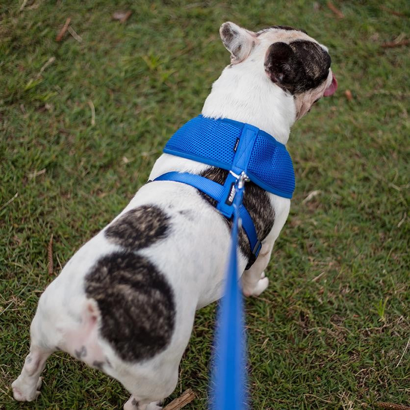 Kazoo Dog Leash Classic Blue 1200mm-Ascot Saddlery-The Equestrian