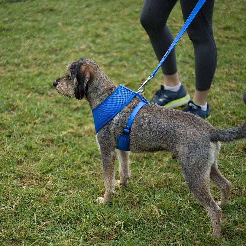 Kazoo Dog Leash Classic Blue 1200mm-Ascot Saddlery-The Equestrian