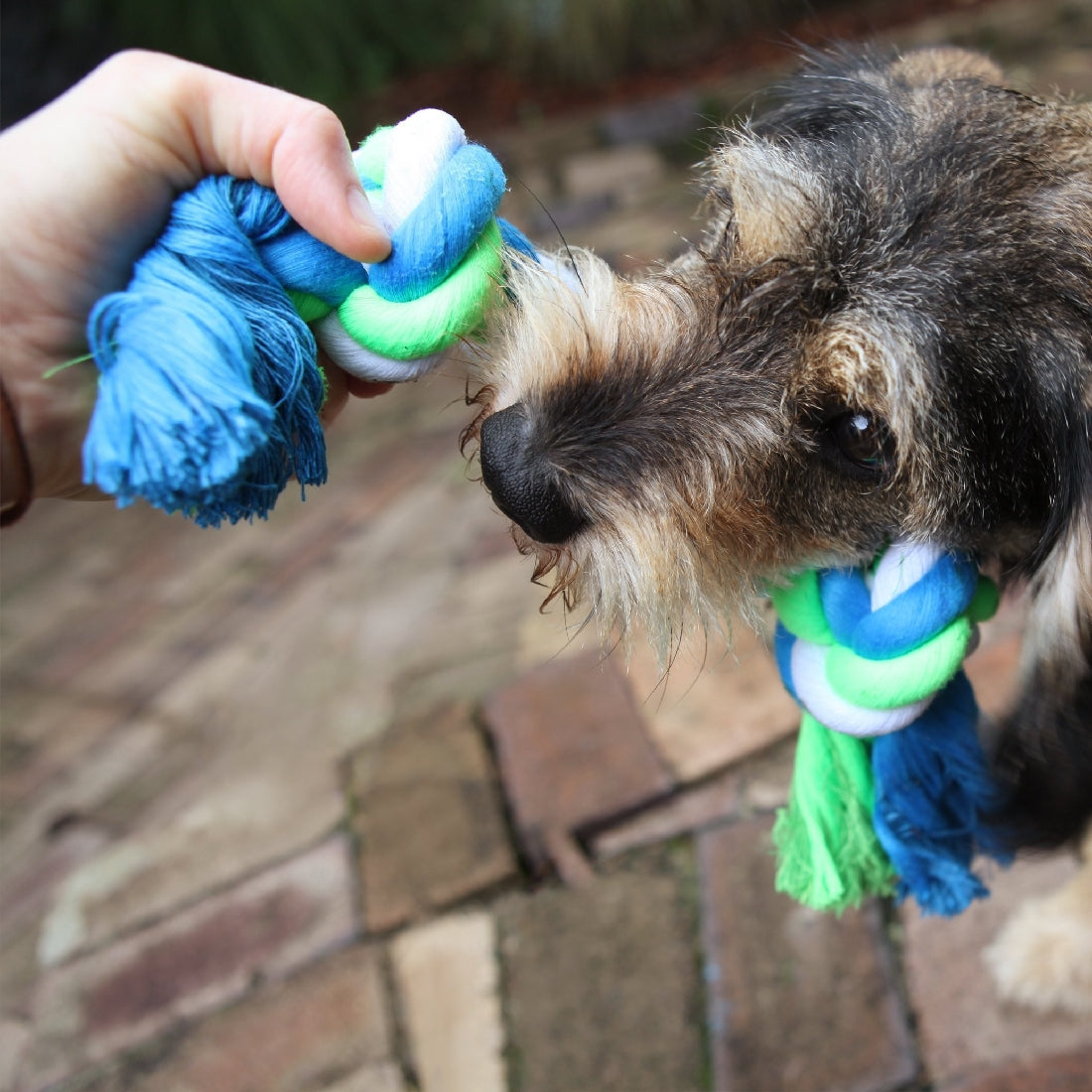 Kazoo Dog Toy Twisted Rope Knot Bone-Ascot Saddlery-The Equestrian