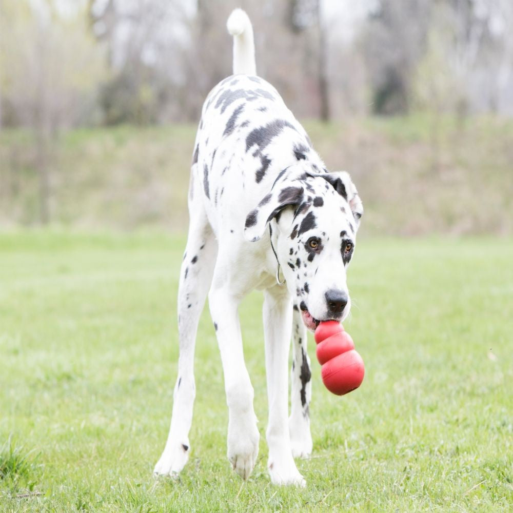 Kong Dog Toy Classic Red-Ascot Saddlery-The Equestrian