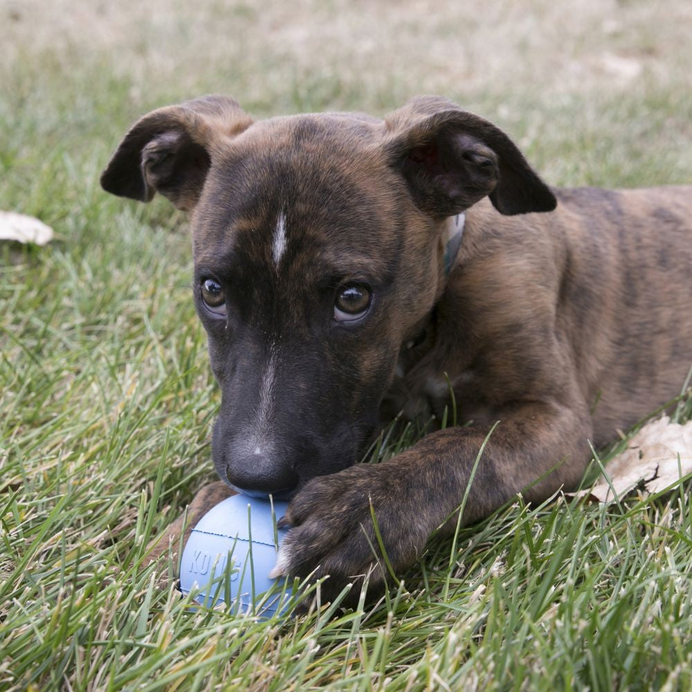 Kong Dog Toy Puppy Ball With Hole-Ascot Saddlery-The Equestrian