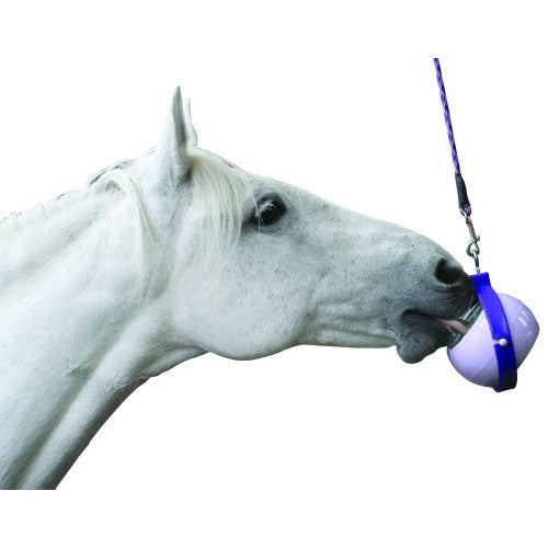 White horse licking purple hanging horse treat ball.