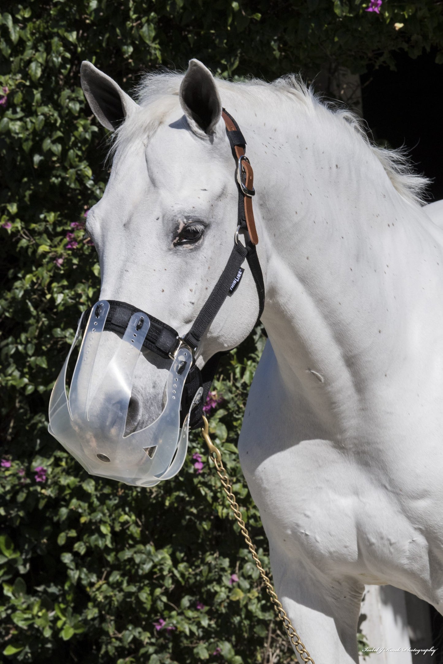 White horse wearing Thinline brand fly mask outdoors.