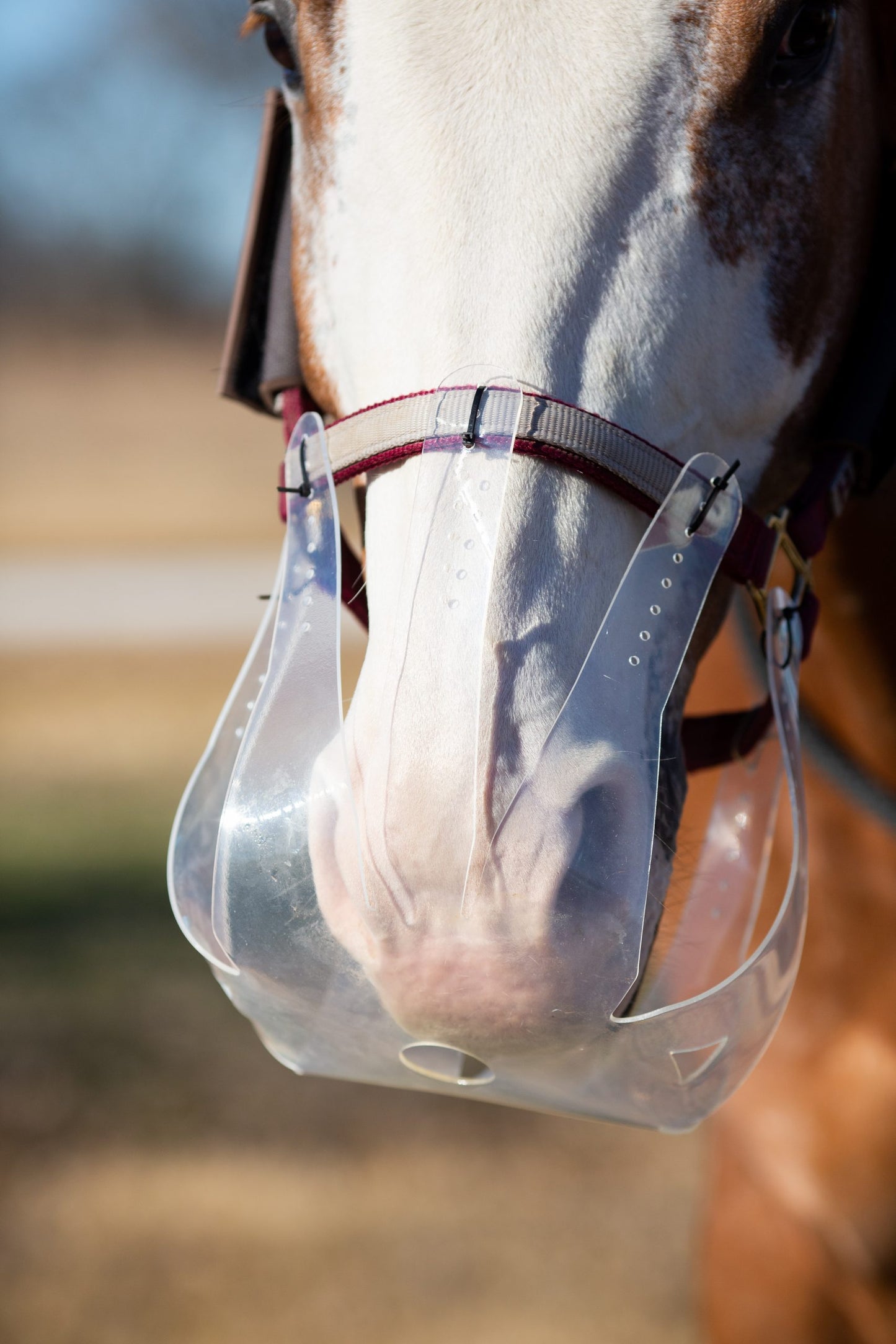 Close-up of horse wearing Thinline grazing muzzle outdoors.