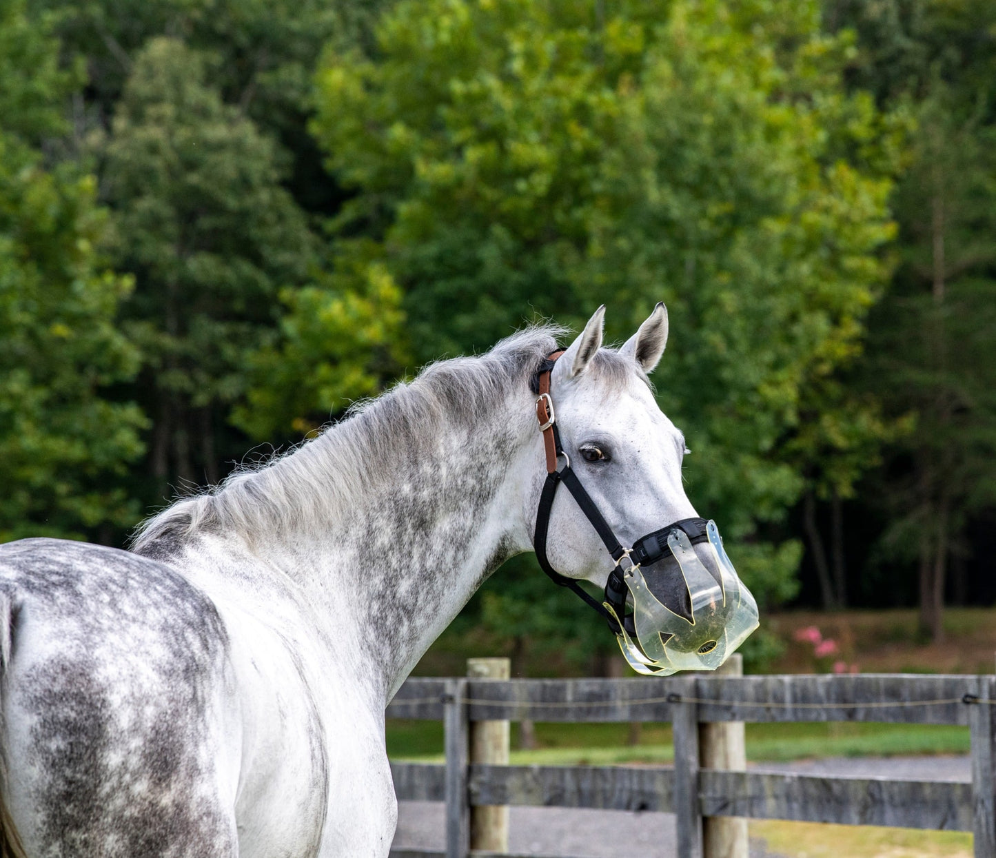 Gray horse wearing Thinline grazing muzzle stands near wooden fence.