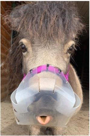 Small donkey wearing a Thinline grazing muzzle in stable.