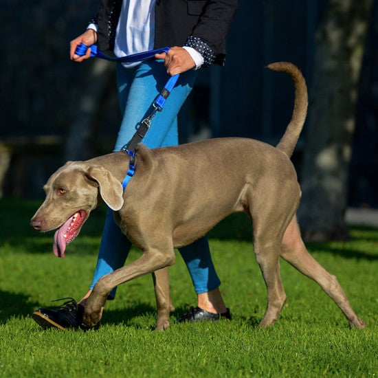 Owner walking dog with blue Rogz leash in park.