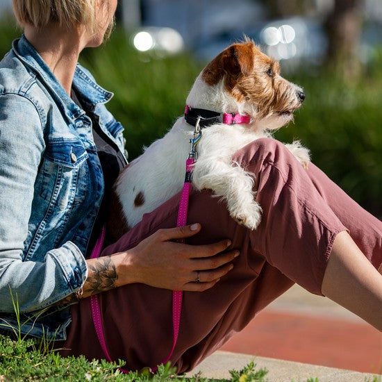 Person holding a dog with Rogz collar and leash.