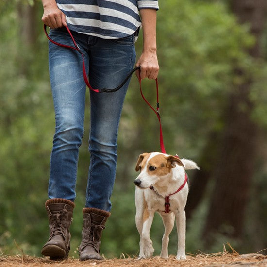 Person walking a dog with a Rogz leash in forest.