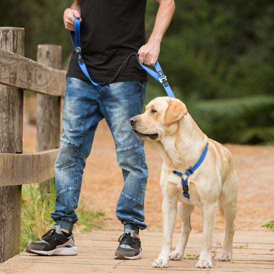 Man with dog using a blue Rogz leash outdoors.