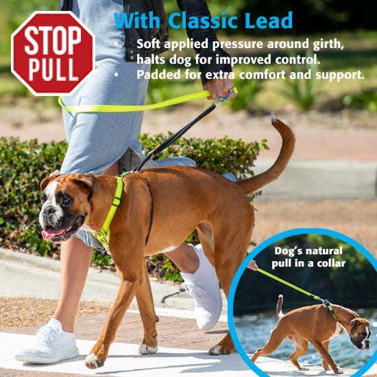 Person walks dog using Rogz Stop Pull harness.