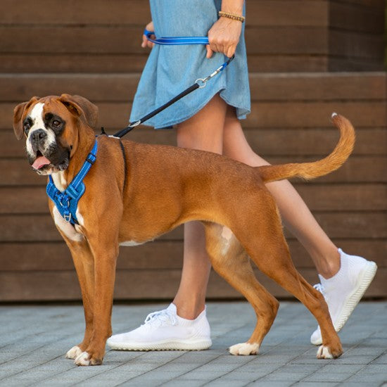 Boxer dog wearing a blue Rogz harness on a walk.