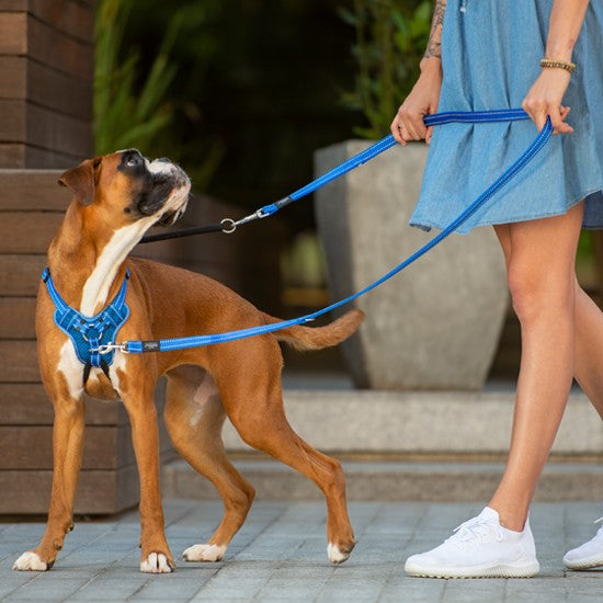 Dog in blue Rogz harness and leash with a woman outside.