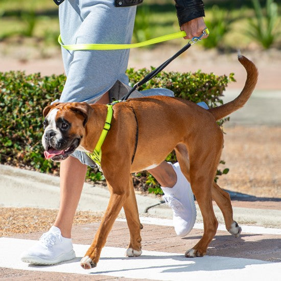 Boxer dog wearing Rogz harness on a walk with owner.