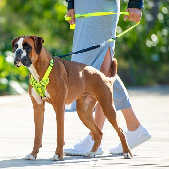 Boxer dog wearing a Rogz harness on a walk.