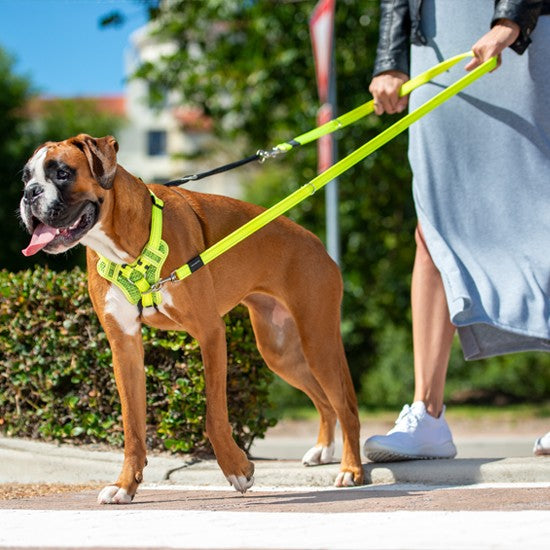 Boxer dog wearing a Rogz harness and leash on a walk.