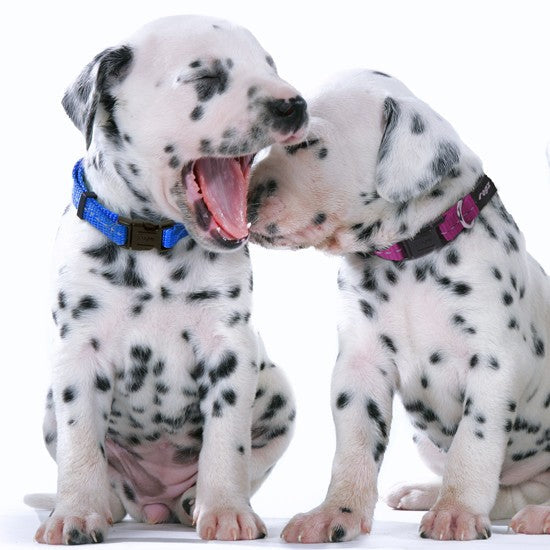 Two Dalmatian puppies with Rogz collars nuzzling each other.