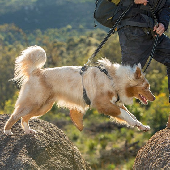 Fluffy dog leaping between rocks with Rogz harness.