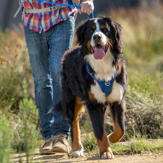 Bernese Mountain Dog in Rogz harness on a walk.